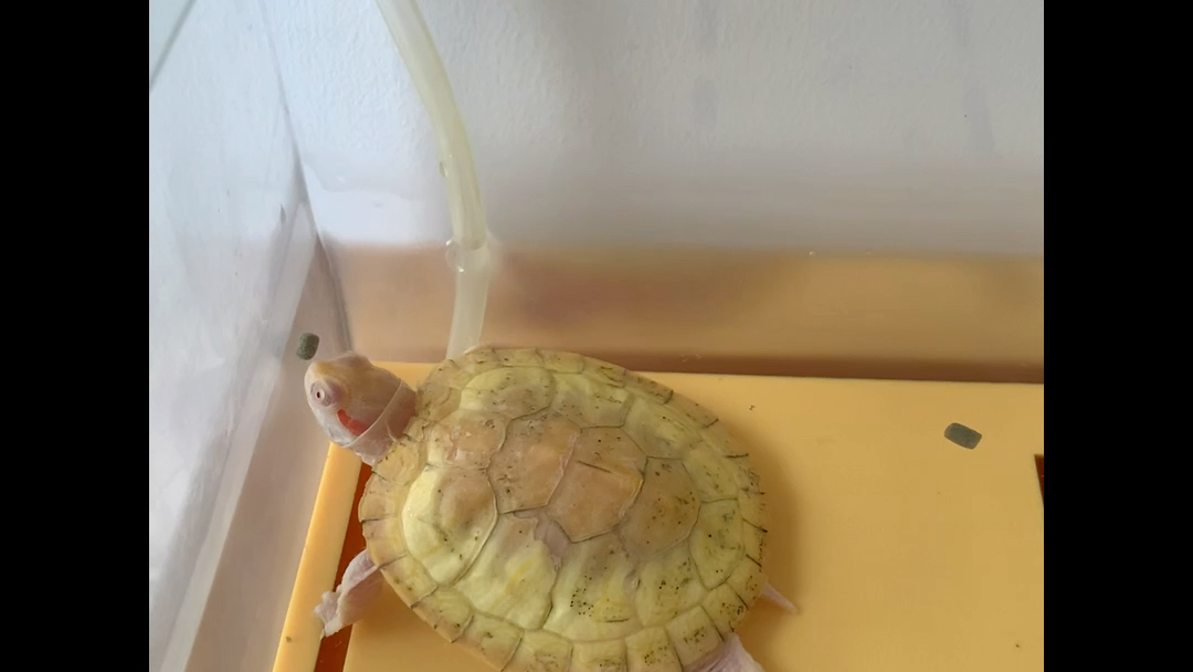 我们家的白化巴西龟第一次露面喽