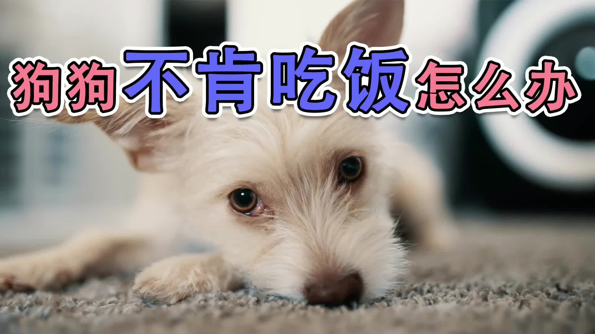 狗狗不肯吃饭怎么办哔哩哔哩bilibili