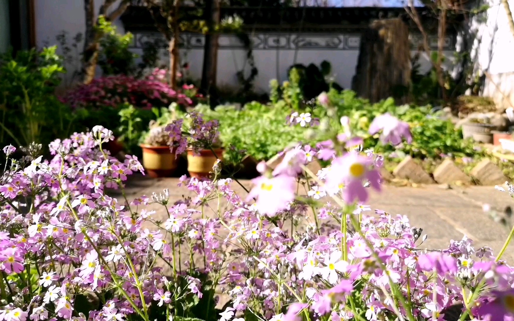 [图]母亲的食材花园 | 地栽的生菜才是正确的打开方式 Edible Garden Tour