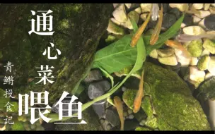 Tải video: 青鳉投食记7 - 水煮通心菜