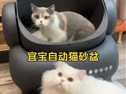 Video herunterladen: 一个好的自动猫砂盆不仅省心省力，还可以提高养猫的幸福感!