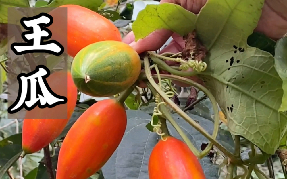 王瓜的功效与作用(王瓜功效大揭秘,解决你的健康问题)