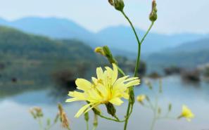 [宋]晏殊《木兰花/玉楼春》燕鸿过后莺归去.细算浮生千万绪.长於春梦几多时,散似秋云无觅处.闻琴解佩神仙侣.挽断罗衣留不住.劝君莫作独醒人,烂...