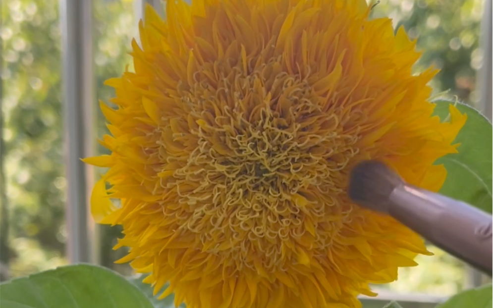 给向日葵人工授粉