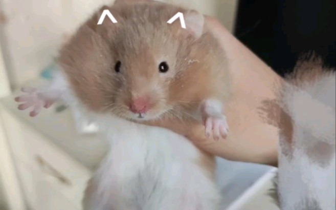 可爱贪吃小仓鼠