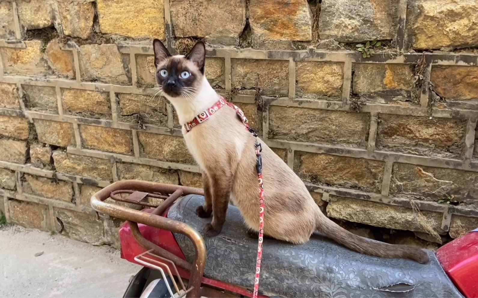 【暹罗猫】遛猫日常,一只征服摩托车的猫