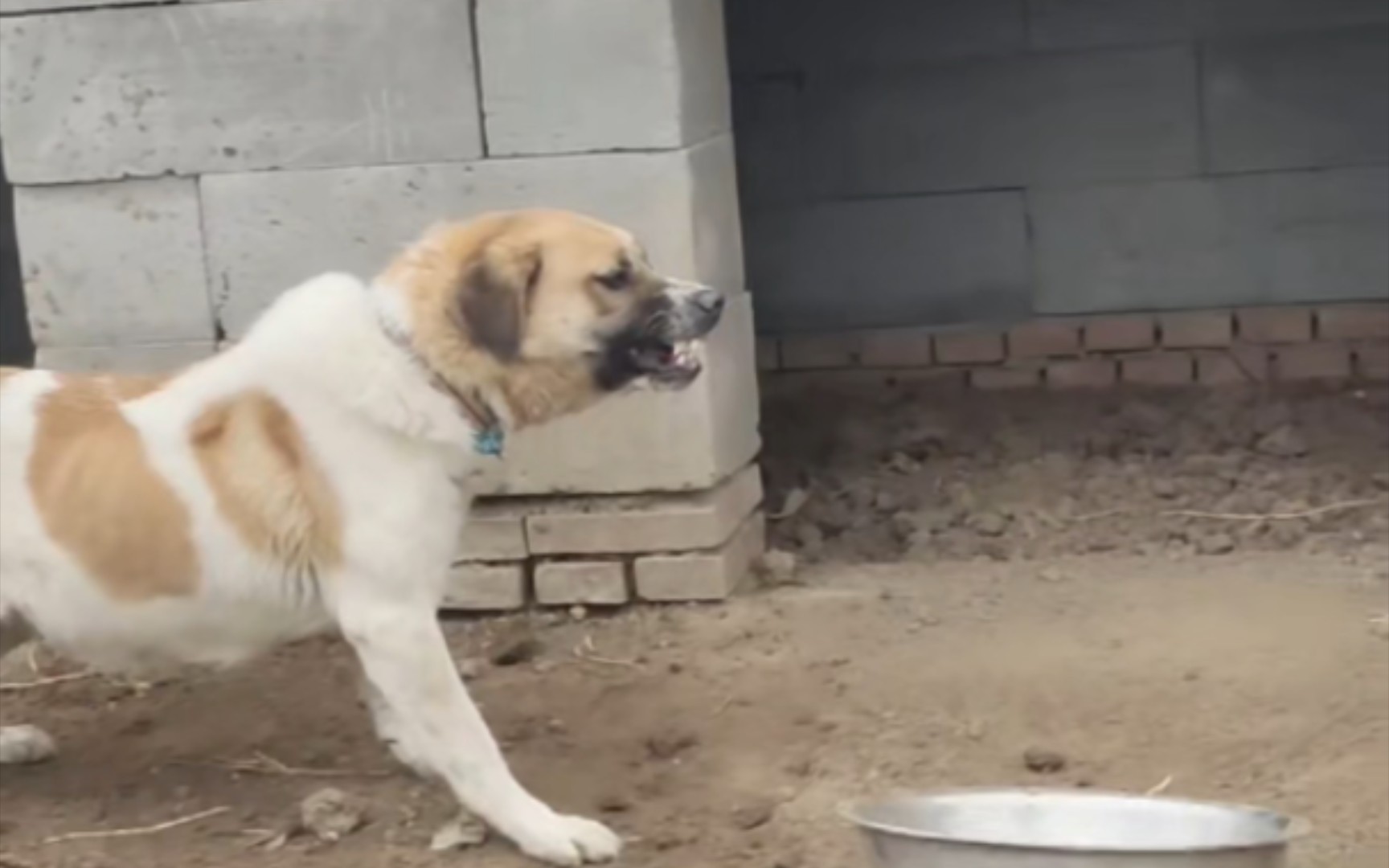 满卢田园犬或者是骁苍田园犬.我也分不清楚哔哩哔哩bilibili