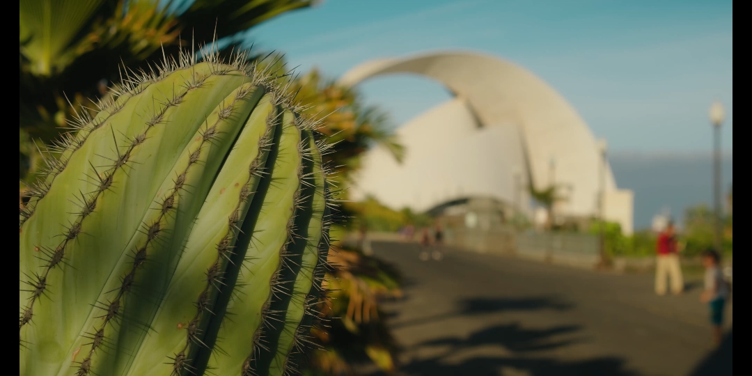 夏日热带沙滩仙人掌特写
