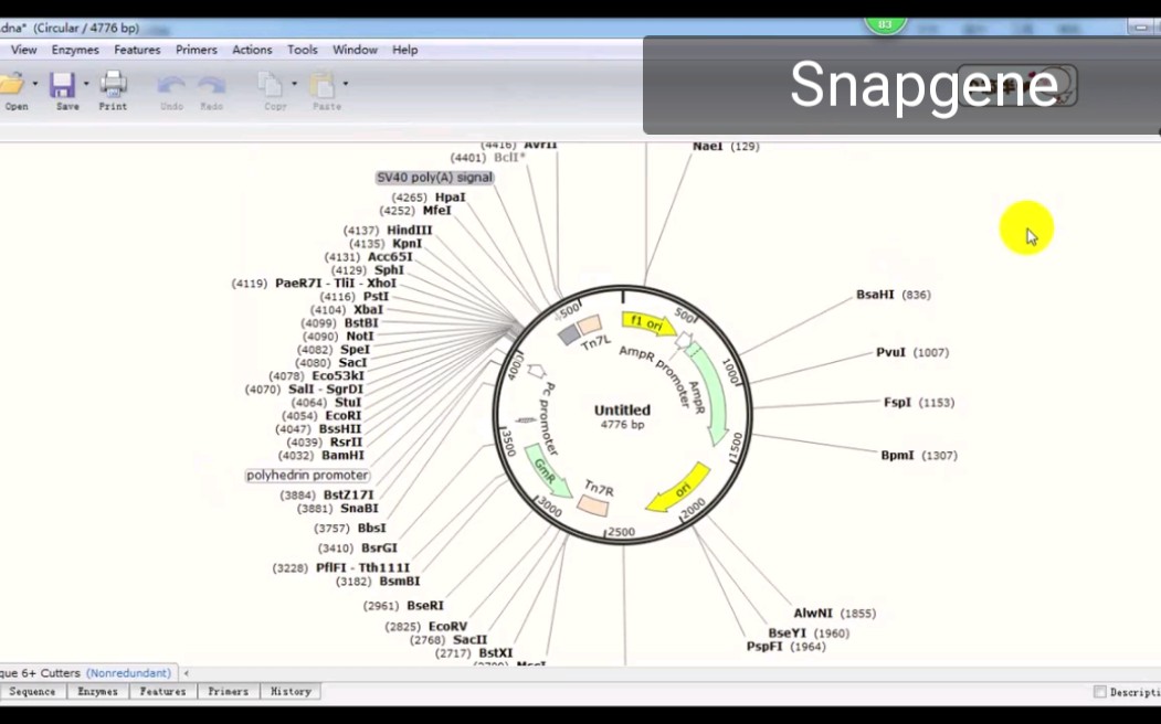 SnapGene教程01哔哩哔哩bilibili