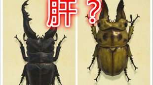 动森 动物森友会 稀有甲虫一网打尽 黄金鬼锹形虫 长戟大兜虫 长颈鹿锯锹形虫的捕捉方案 哔哩哔哩 つロ干杯 Bilibili 动森 动物森友会 稀有甲虫一网打尽 黄金鬼锹形虫 长戟大兜虫 长颈鹿锯锹形虫的捕捉方案 哔哩哔哩 つロ干杯 Bilibili