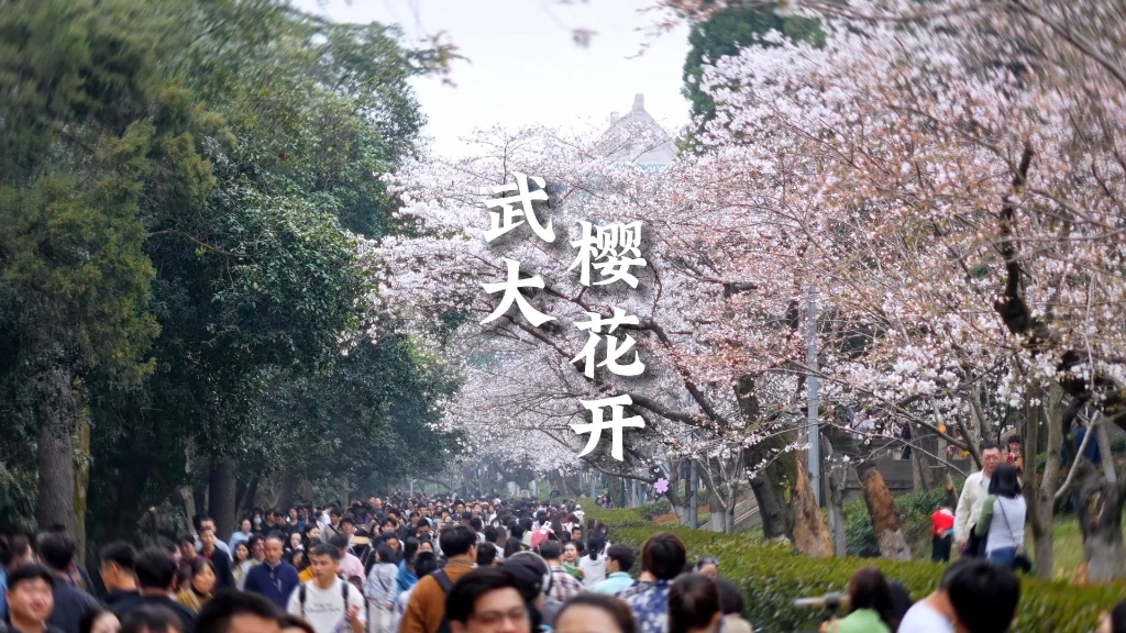 武汉大学樱花大道上的樱花,开了!