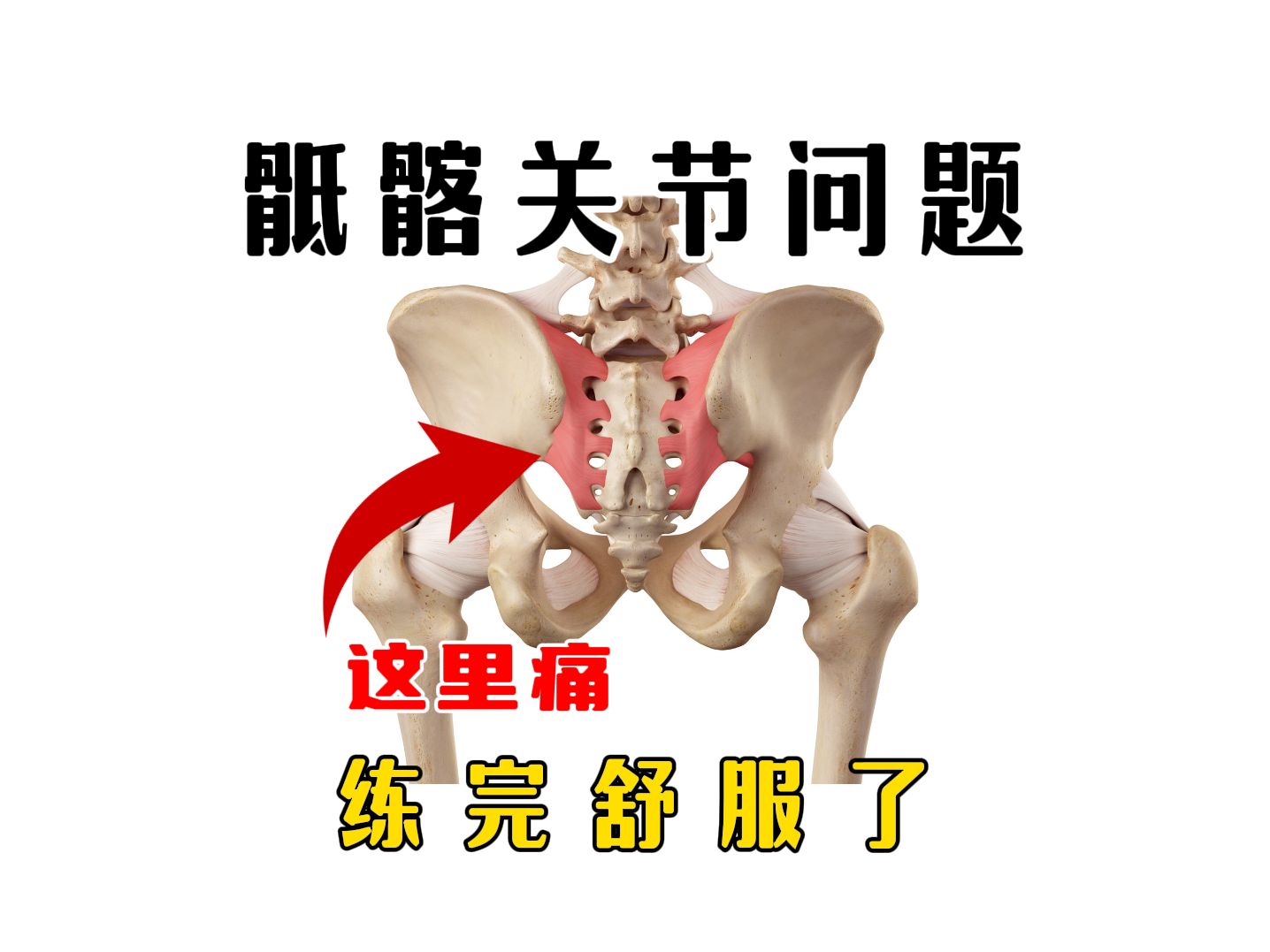 骶髂关节韧带图片图片