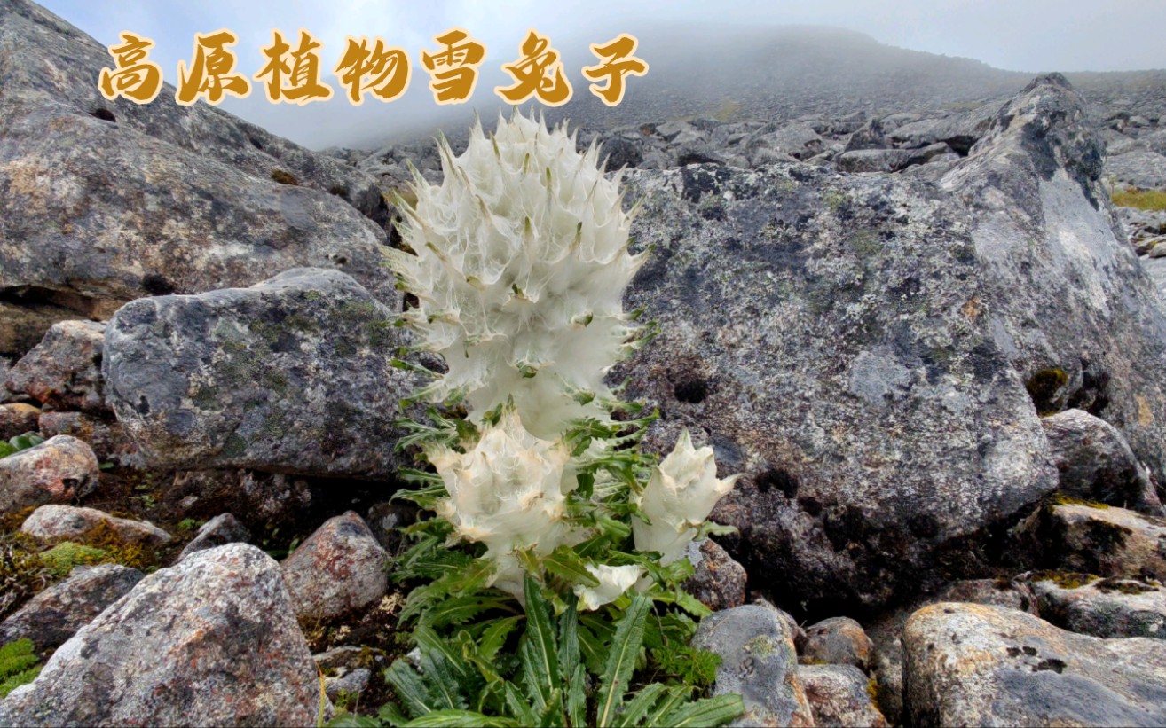 青藏高原稀有植物雪兔子