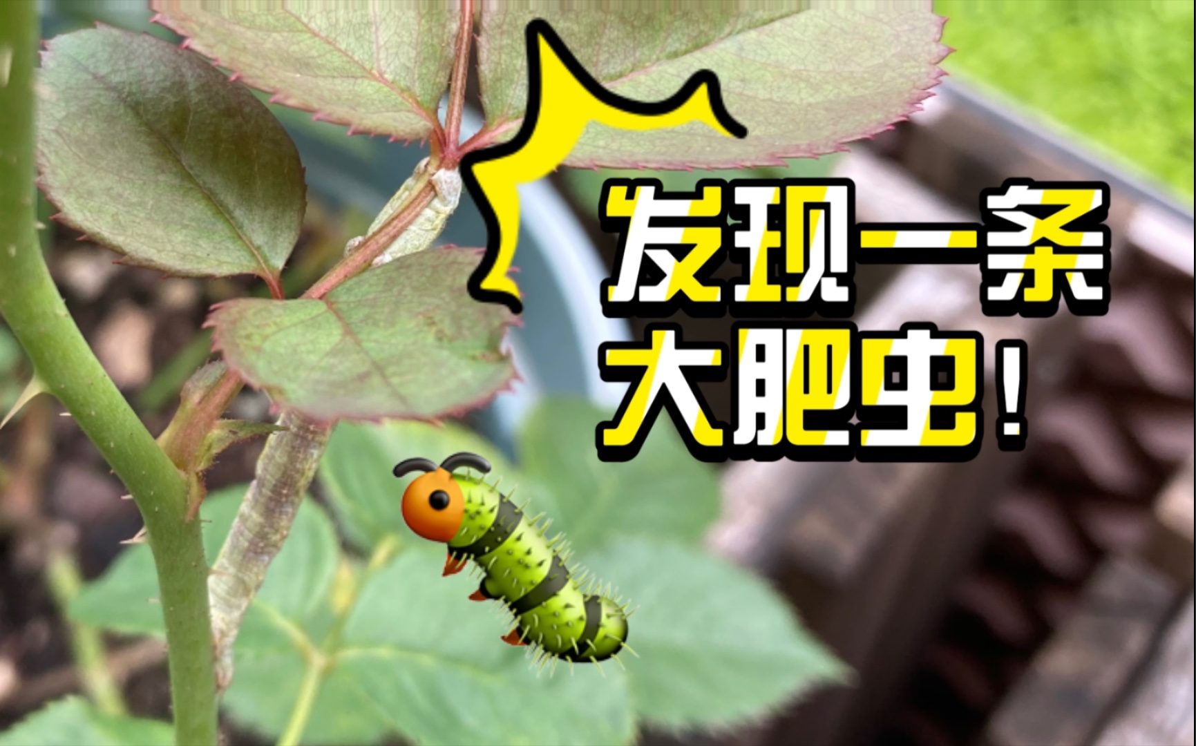 活动  月季叶片上发现毛毛虫怎么办?当然是给它找个好归宿啦!