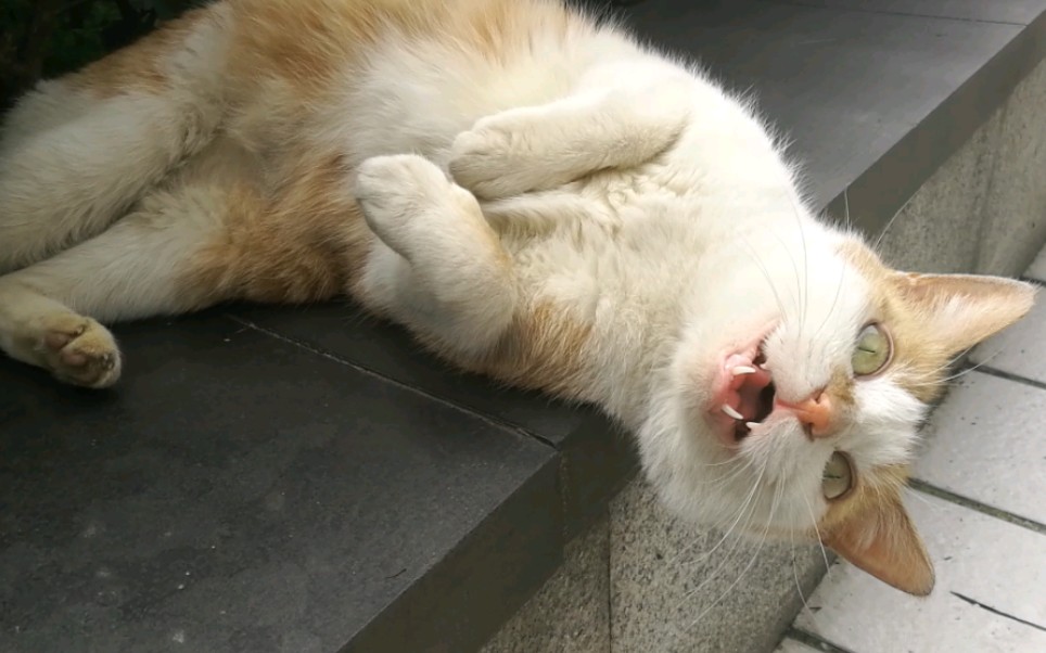 倒地翻滚撒娇喵喵叫,小猫咪一套连招绝杀我