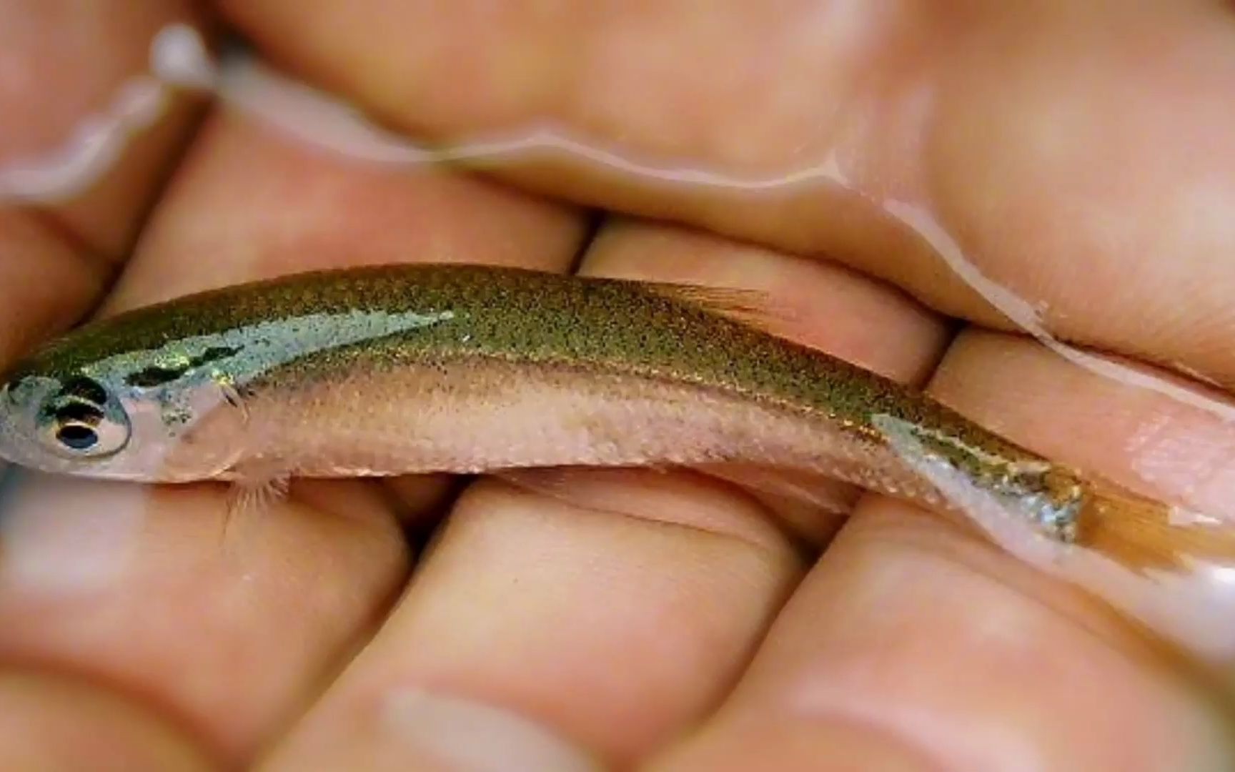 现已入住小鱼温泉!