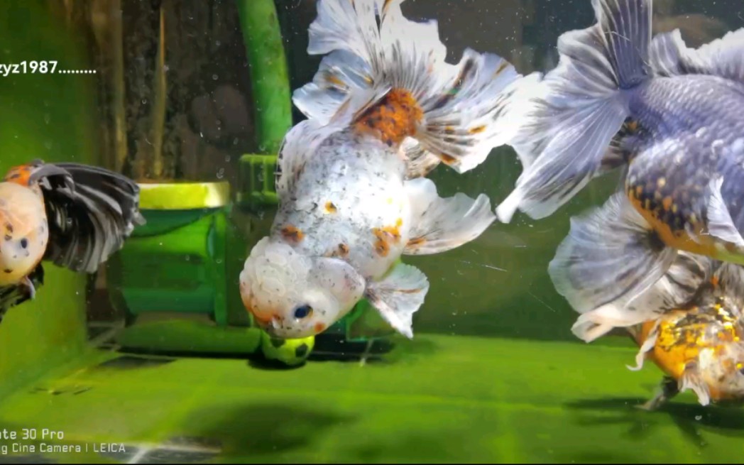 反翘兰花尾原装麒麟百褶裙泰狮