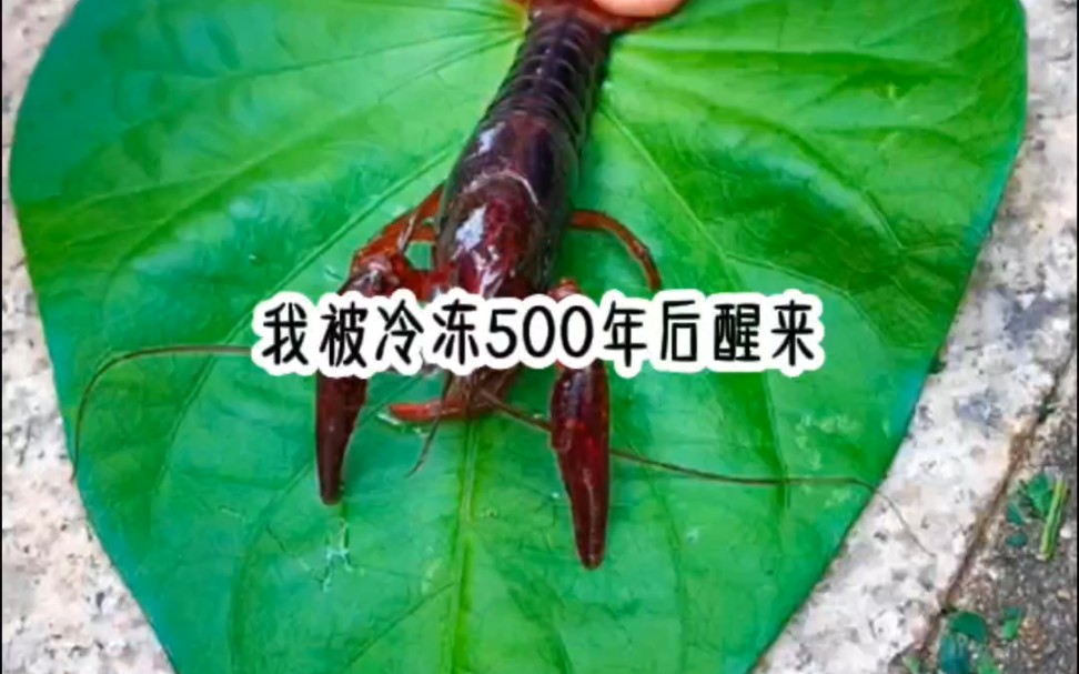 [图]我被冰冻500年后醒来