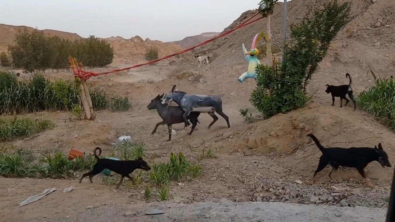 两头毛驴打得不可开交,场面激烈,黑毛驴差点被对手咬死!