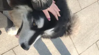 比我还重的狗狗