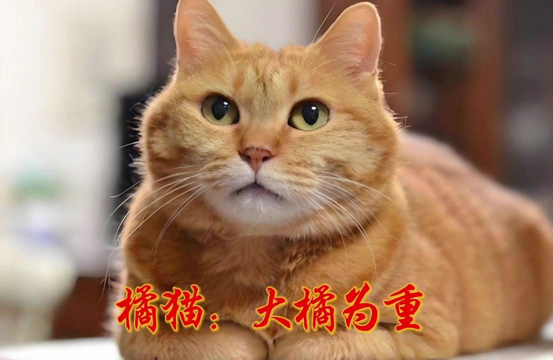 橘猫:大橘为重 你知道橘猫为什么那么容易胖吗?