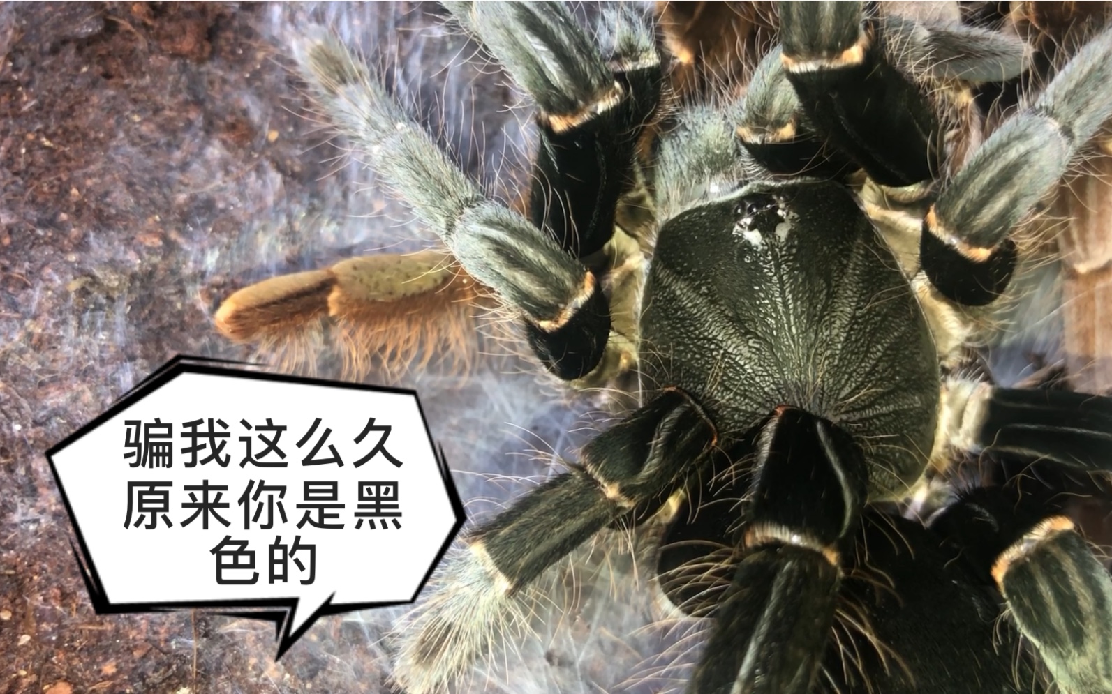 活动  「海格力斯巨人巴布」骗我这么久 原来你是一只黑色的蛛