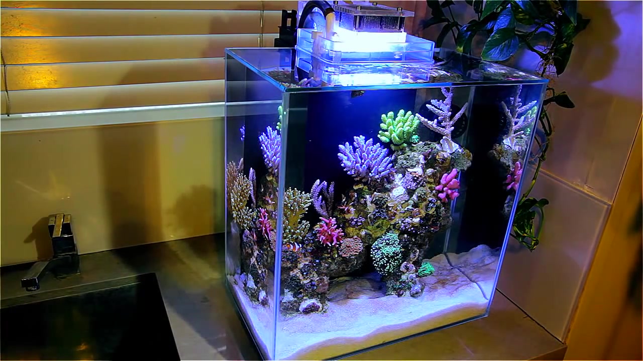 b站第一波海水缸撒种了fluvaledge12gnanoreef