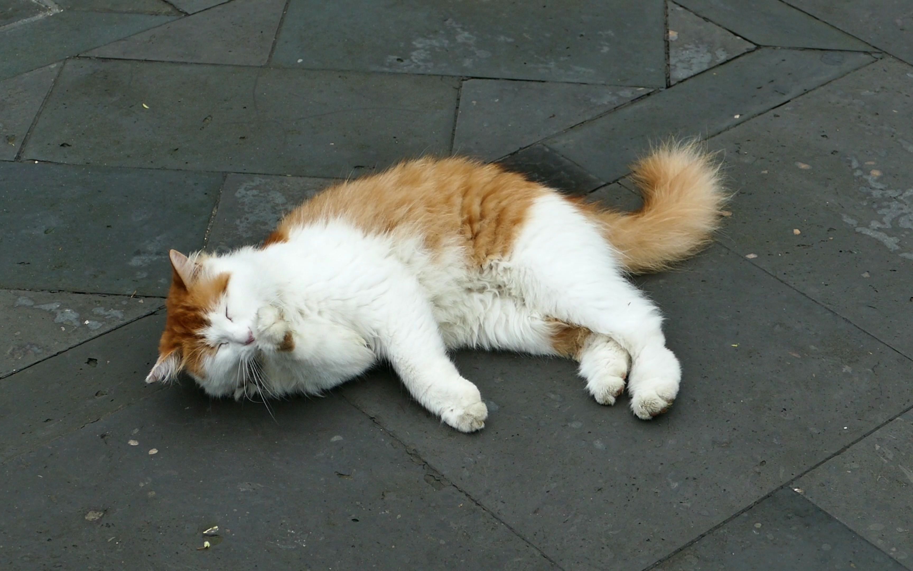 北海公园里的猫