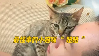 Download Video: 流浪猫也想要温暖的抱抱，懂事得让人心疼！真的好可怜。