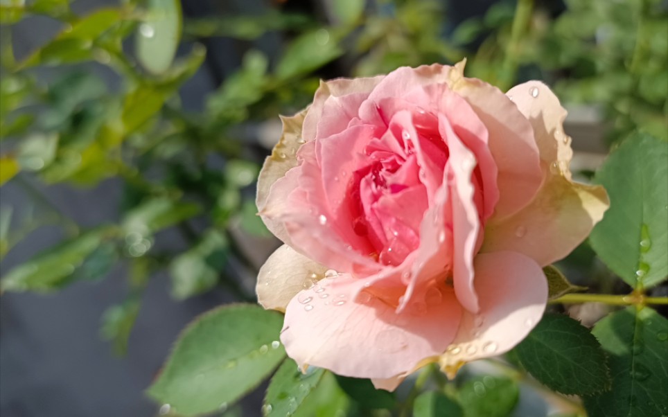 月季粉红雪山,瑞典女王,小桃红,果汁阳台,第壹夫人