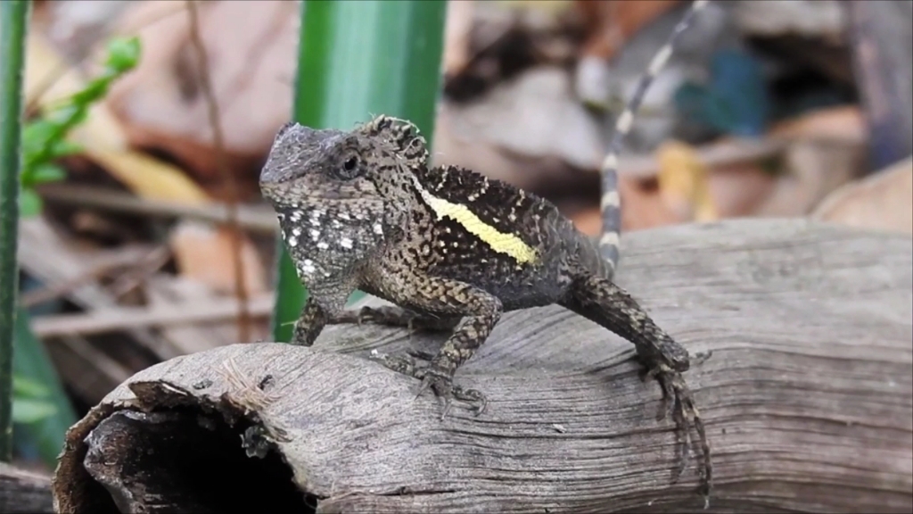 【斯文豪氏攀蜥】攀蜥属的大哥,颜值爆表!