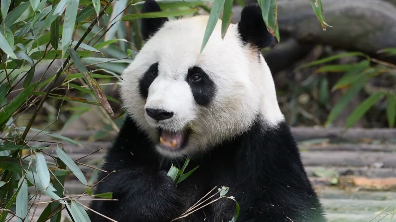【大熊猫美兰】斧头山最优雅的爸比美兰大姐,么么儿福顺福来七巧七喜