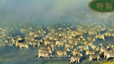 摄影师罗红镜头下非洲大草原上的"万马奔腾"!