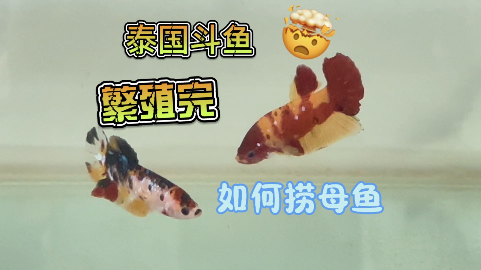 泰国斗鱼繁殖完如何捞母鱼