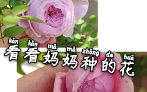 Download Video: 妈妈种的花长的比我还好