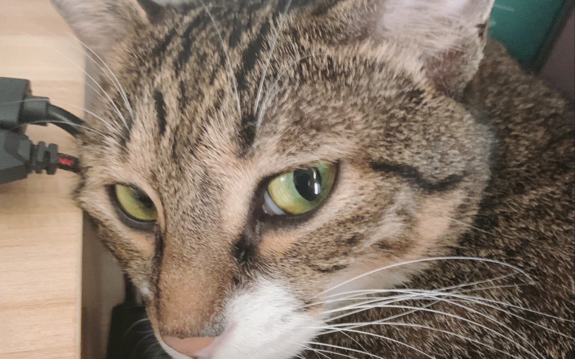 绿瞳小狸花_哔哩哔哩 (゜-゜)つロ 干杯~-bilibili