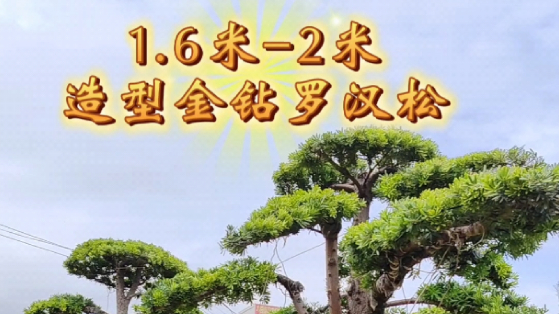 1.6米2米高的造型金钻罗汉松迎客松哔哩哔哩bilibili
