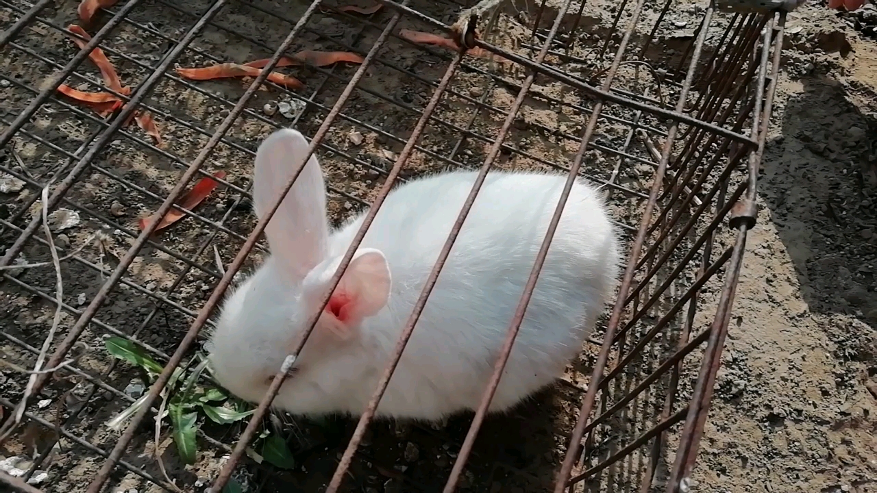 家养小兔子