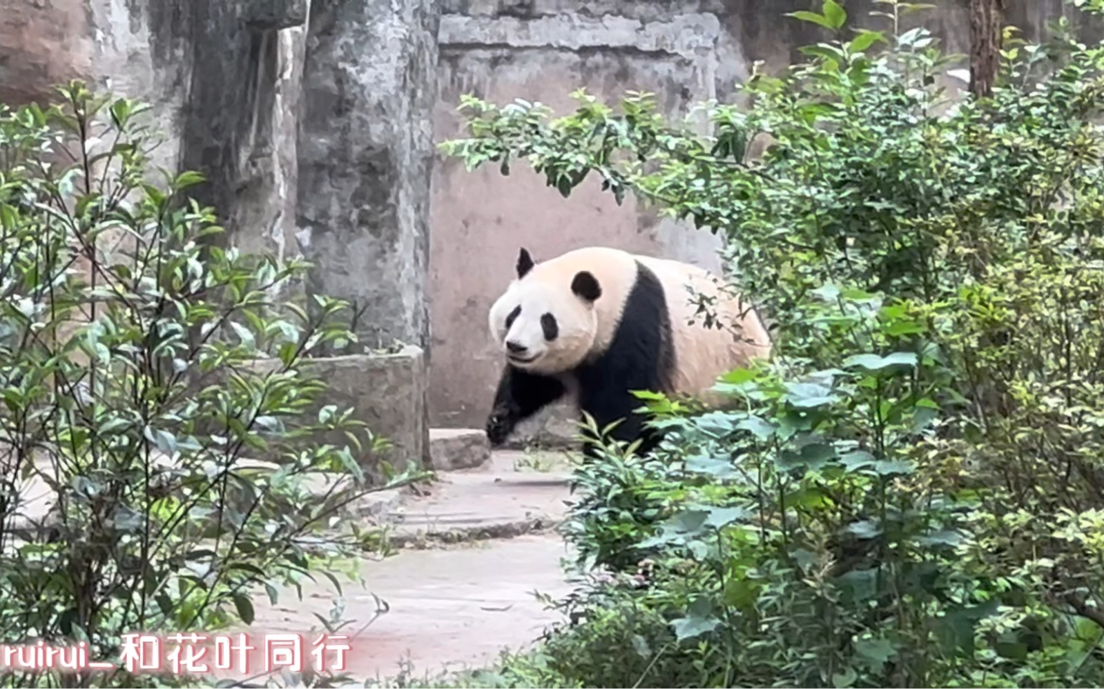 5.27下午1:45,小叶子下木架回家了.门还没开,弟弟又出来,抬起手手定住,然后懊恼地挥了挥,好像在疑惑爷爷怎么还不开门哔哩哔哩bilibili