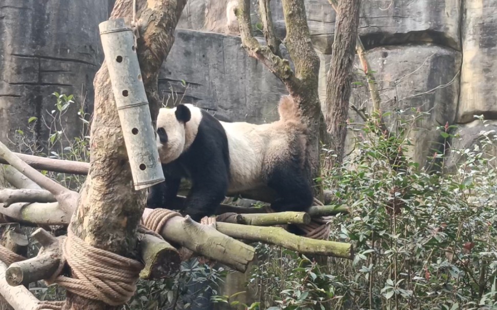 国宝的狗熊蹭树