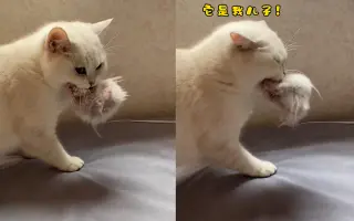 鼠生巅峰！猫咪误把仓鼠当成孩子，仓鼠：我还是配合一下吧