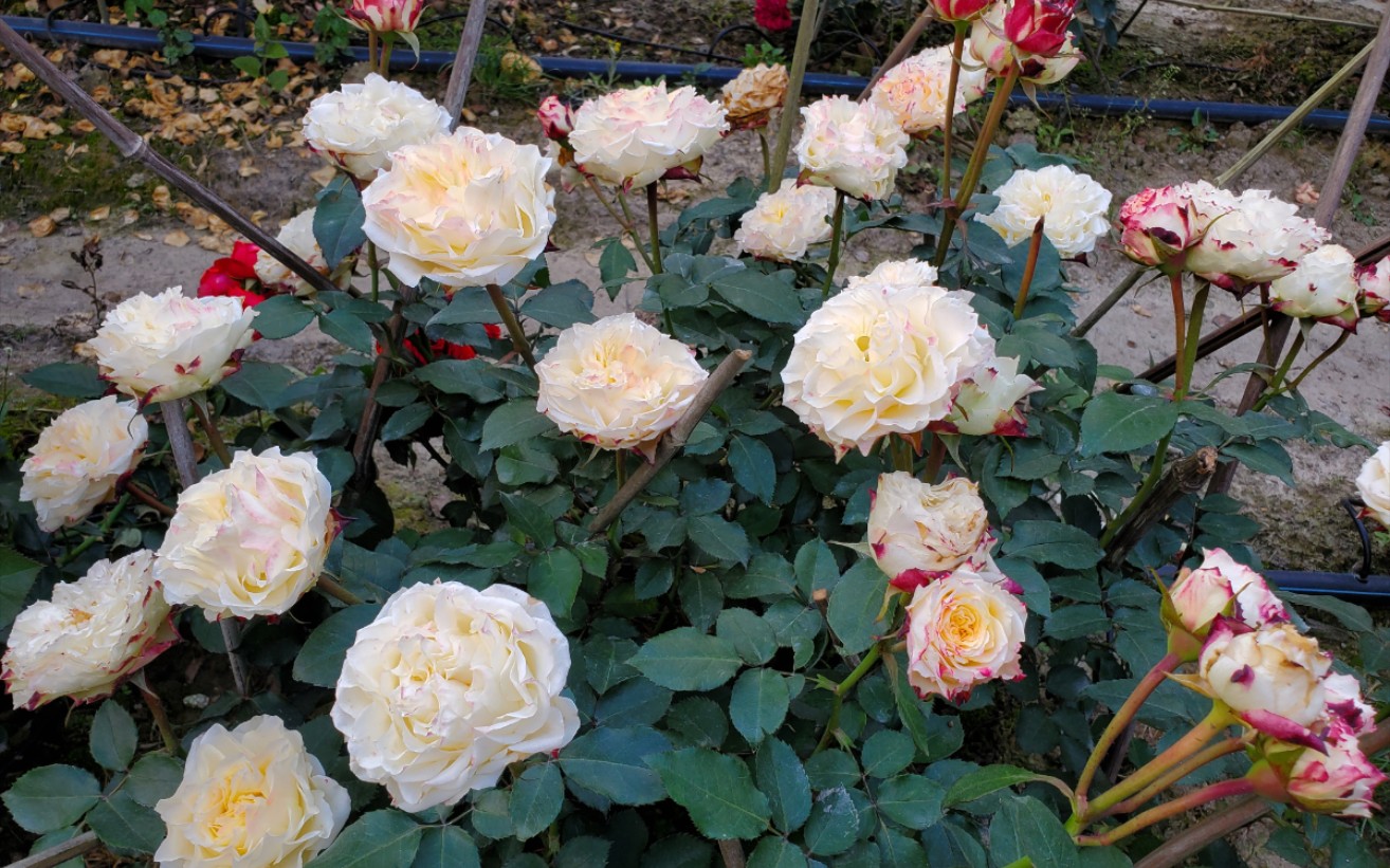 少有人知道超级耐热的月季【x因素】