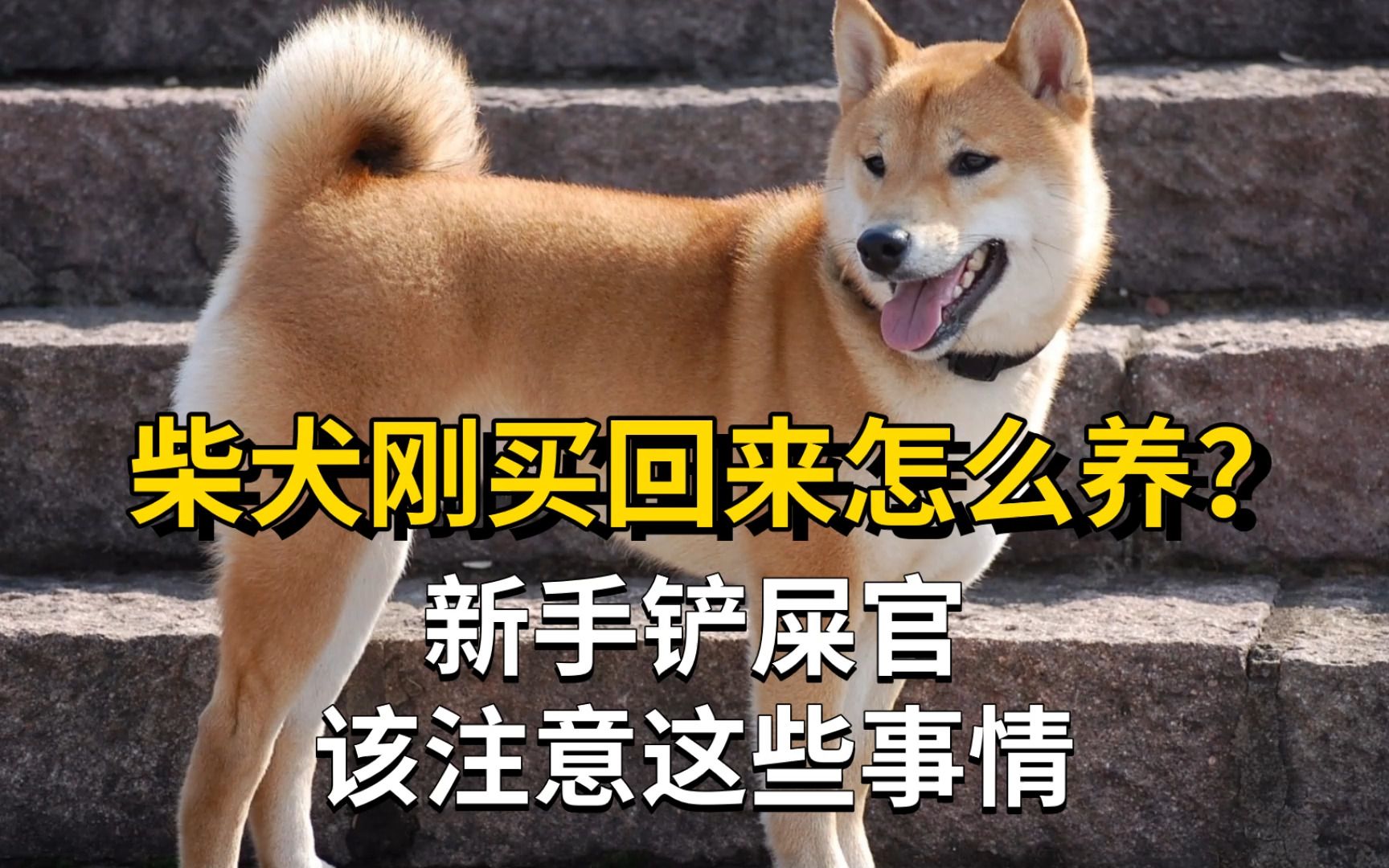 柴犬刚买回来该怎么养?哔哩哔哩bilibili