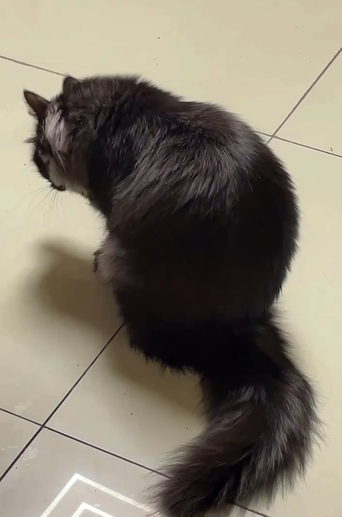 我养的大黑老鼠