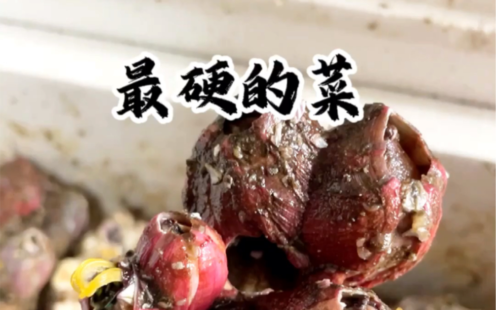 最硬的菜-藤壶,要吃它必备一把锤子