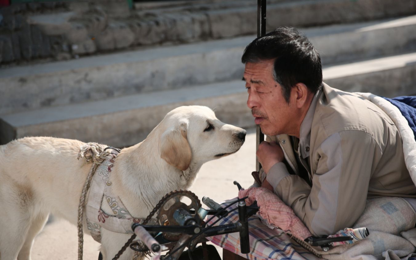 几分钟看完剧情电影《忠爱无言》,孤寡老人与狗的亲情,瞬间落泪