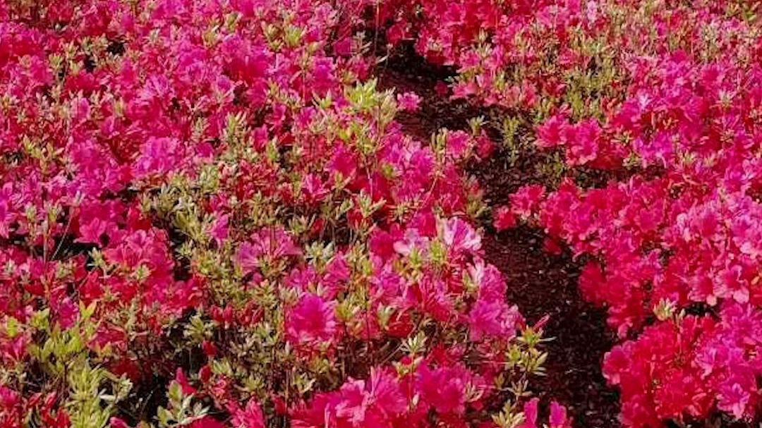 [图]映山红，见花不见叶，一棵就能开满花～