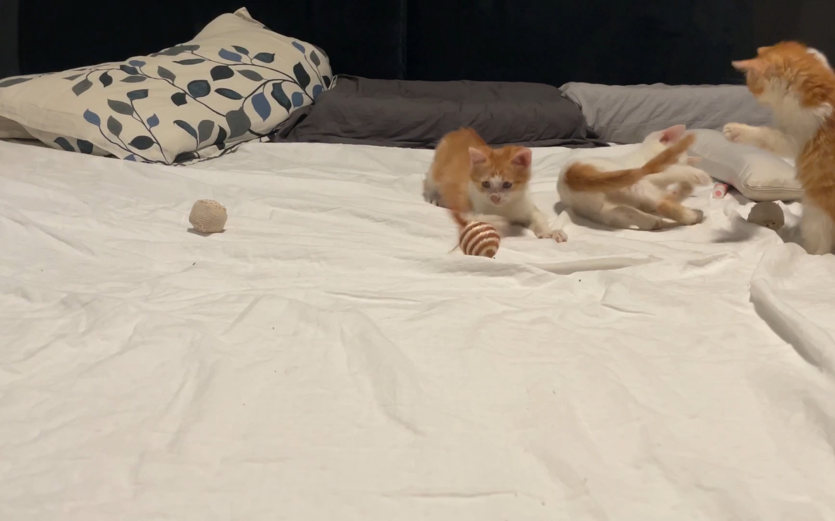 小猫咪扑球球