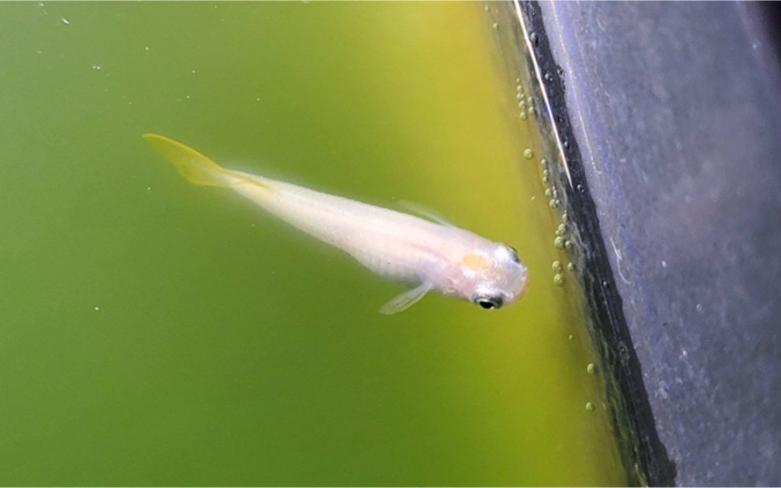 活动  【观背青鳉】day 326 姐姐的小王籽