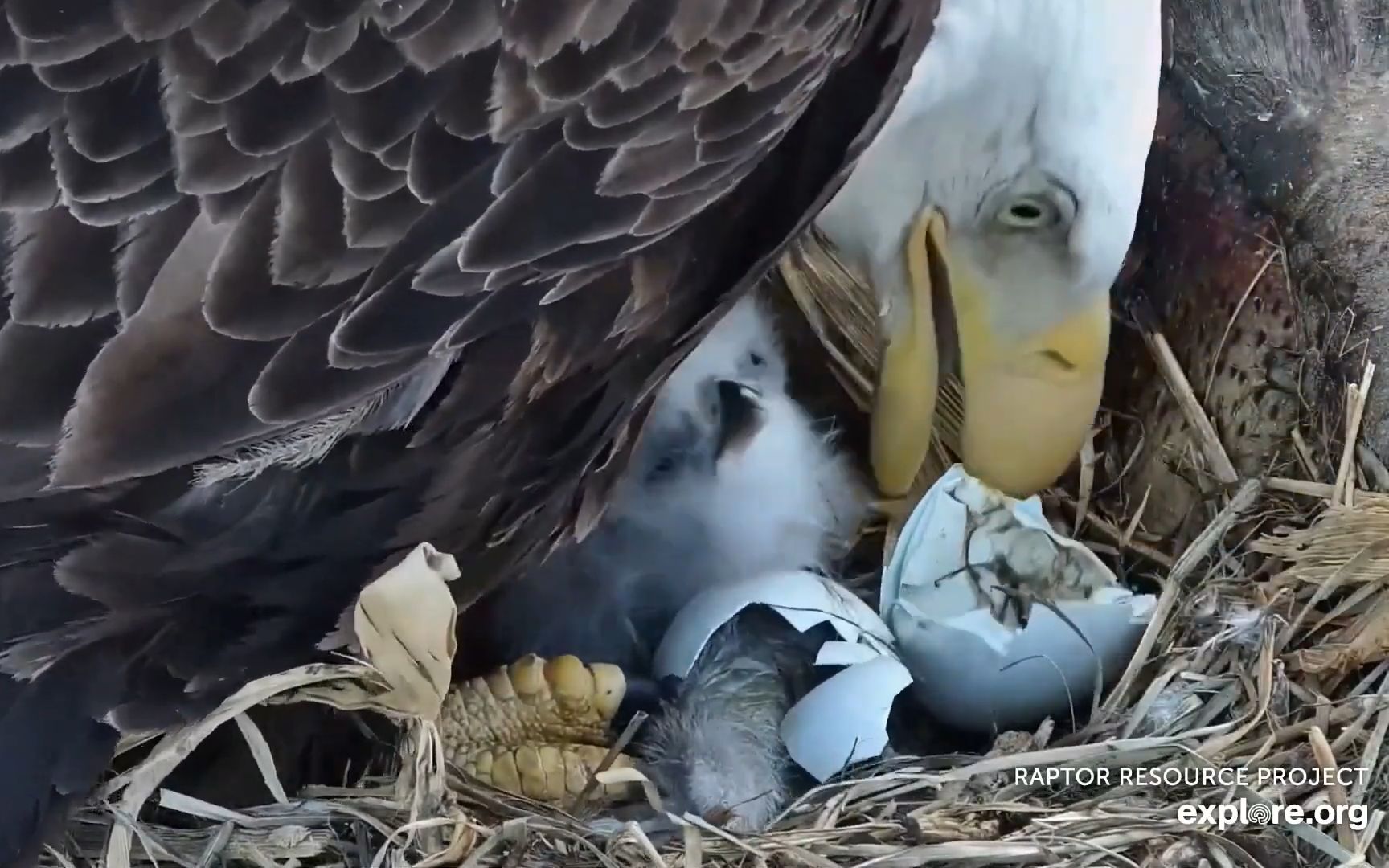 前天破壳的白头海雕雏鸟夭折了,第2只雏鸟很健康